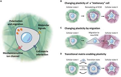 Extracellular Matrix and Cellular Plasticity in Musculoskeletal Development